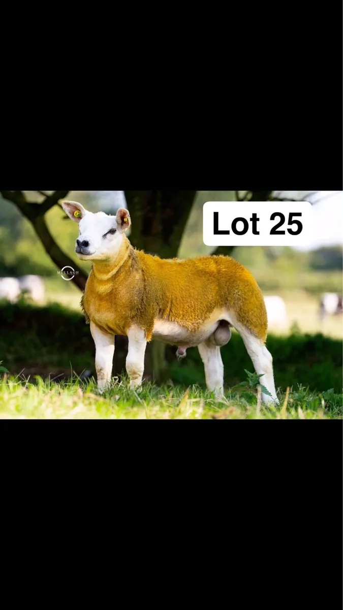 Pedigree Texel Ram lambs - Image 1