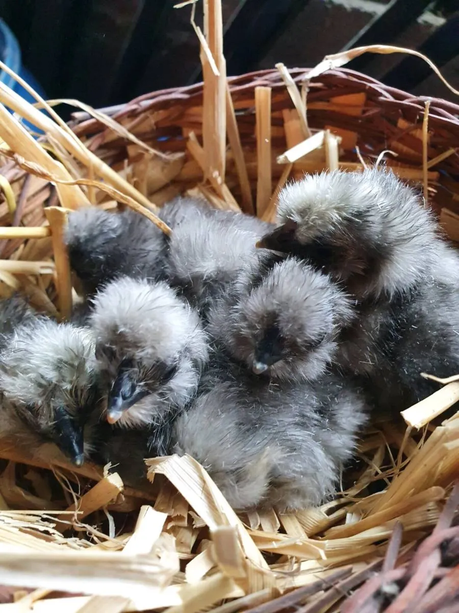 Chicks, Ducklings, Hens/Pullets, Fertile eggs  day - Image 2