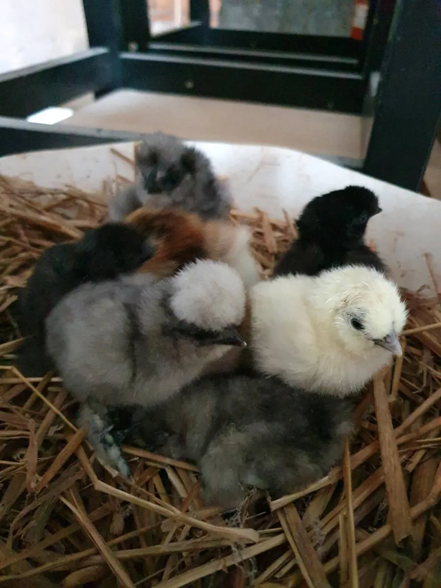 Chicks, Ducklings, Hens/Pullets, Fertile eggs  day - Image 3