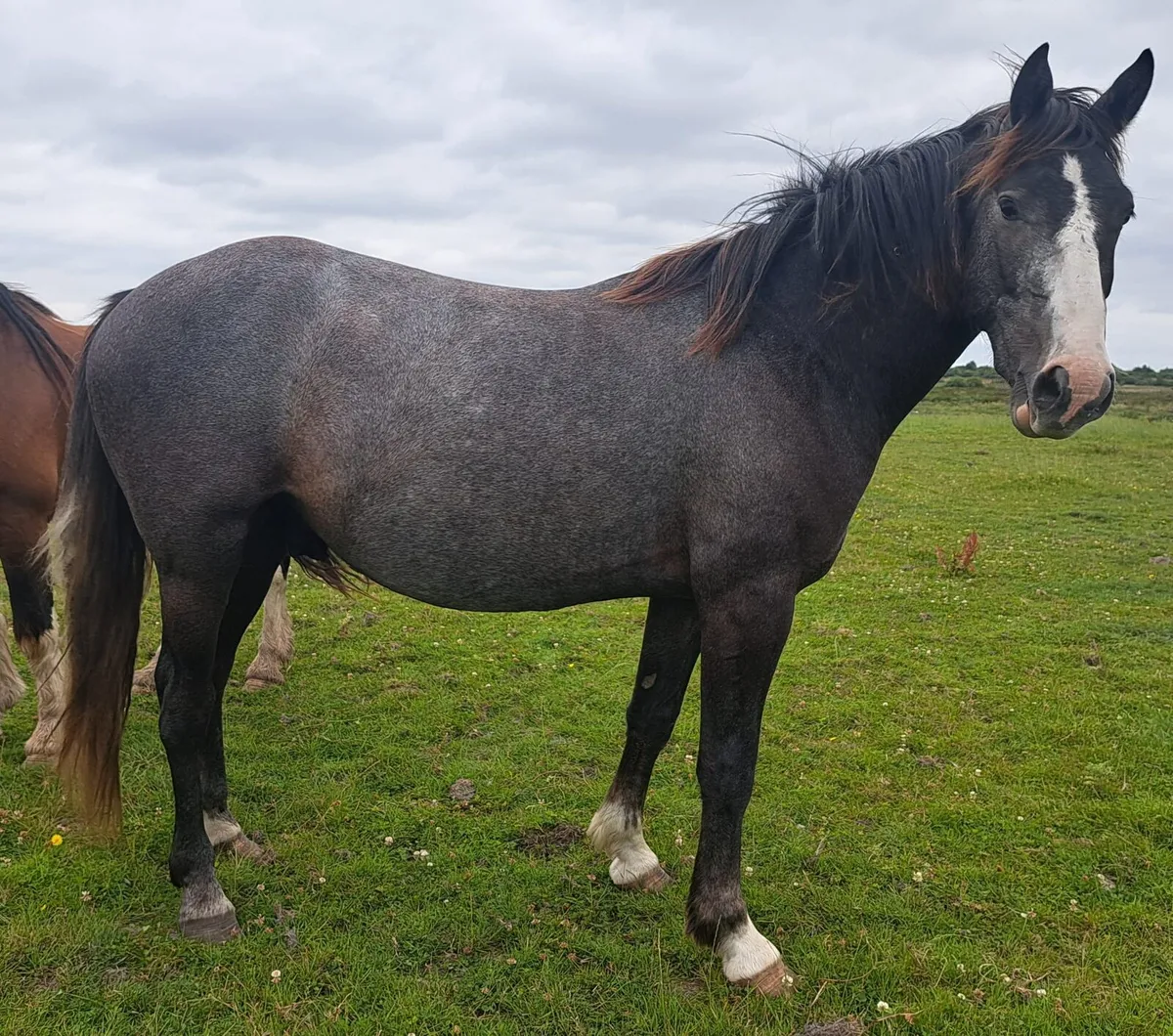 Gelding - Image 3