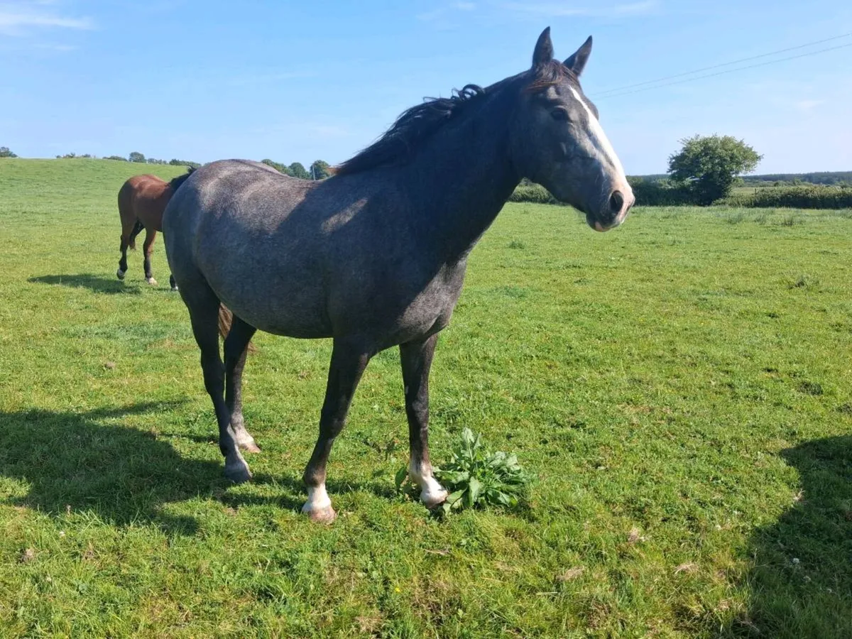 Gelding - Image 4