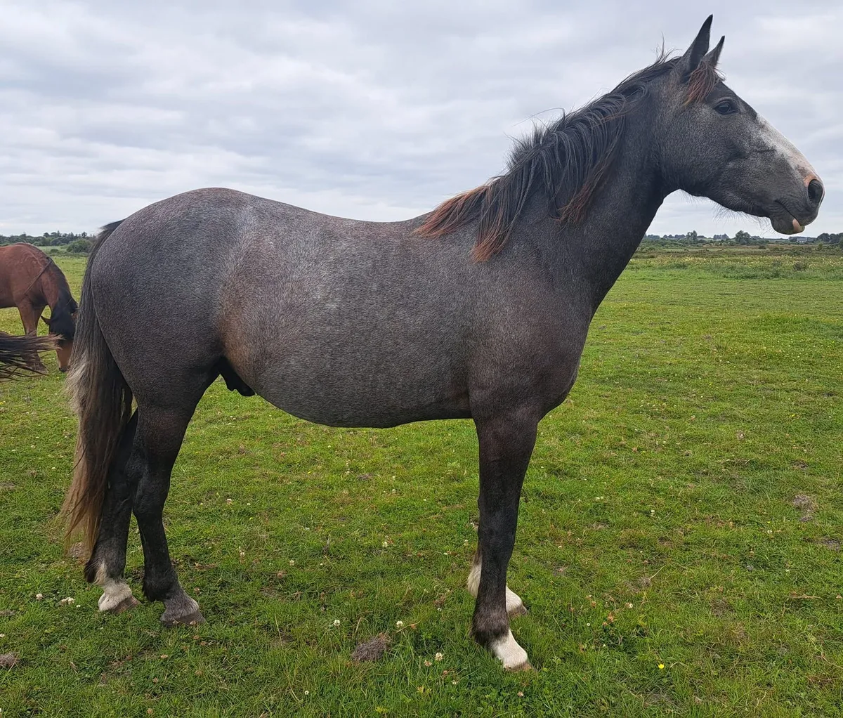 Gelding - Image 1