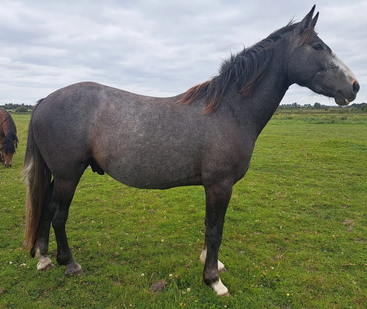 Gelding - Image 2