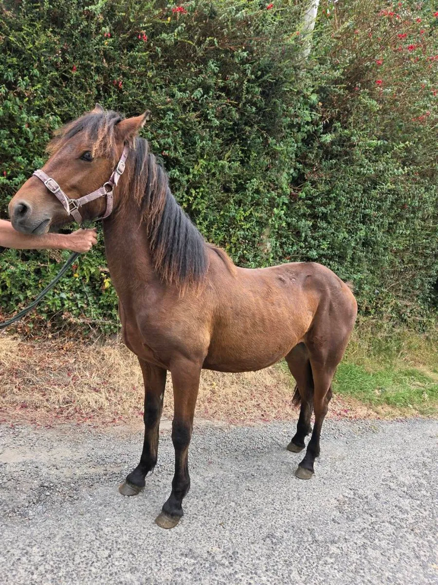 Connemara colt - Image 1