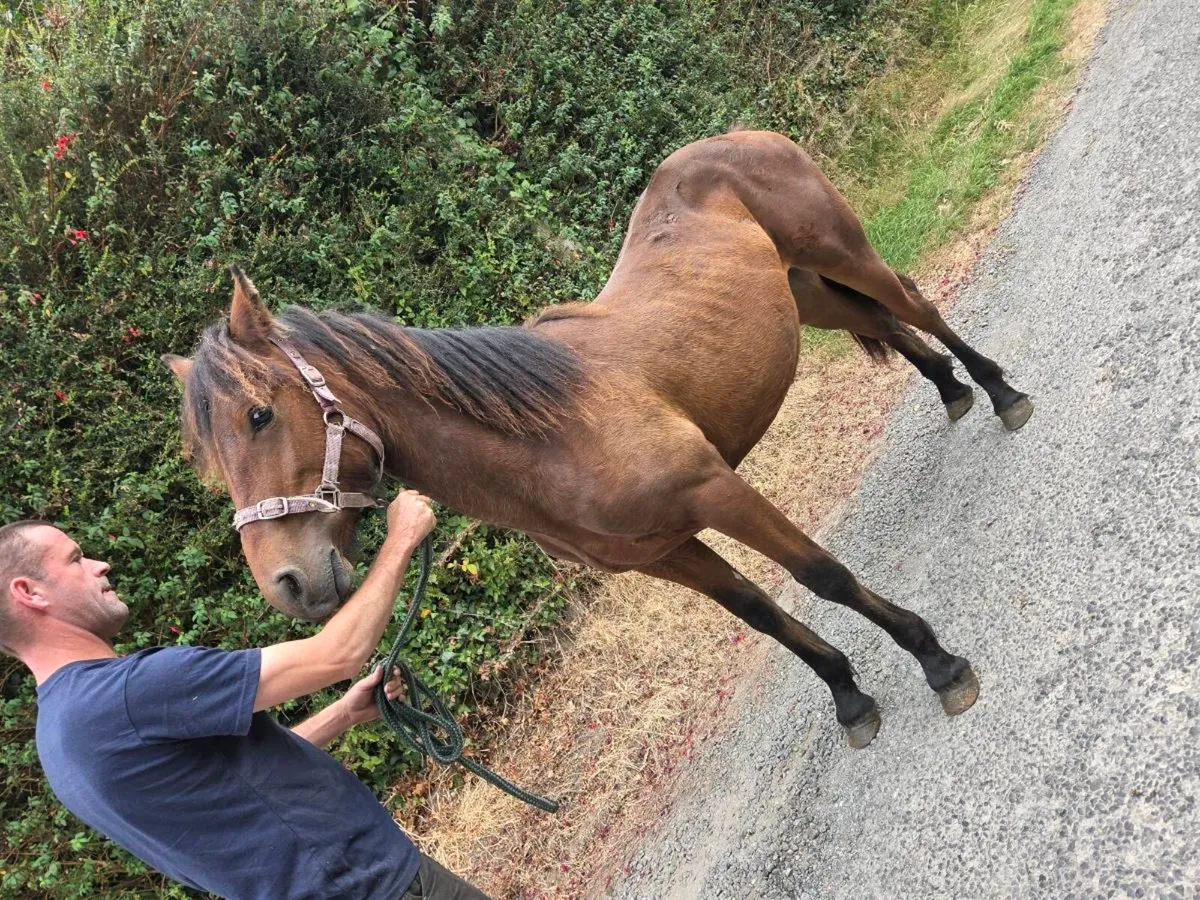 Connemara colt - Image 3