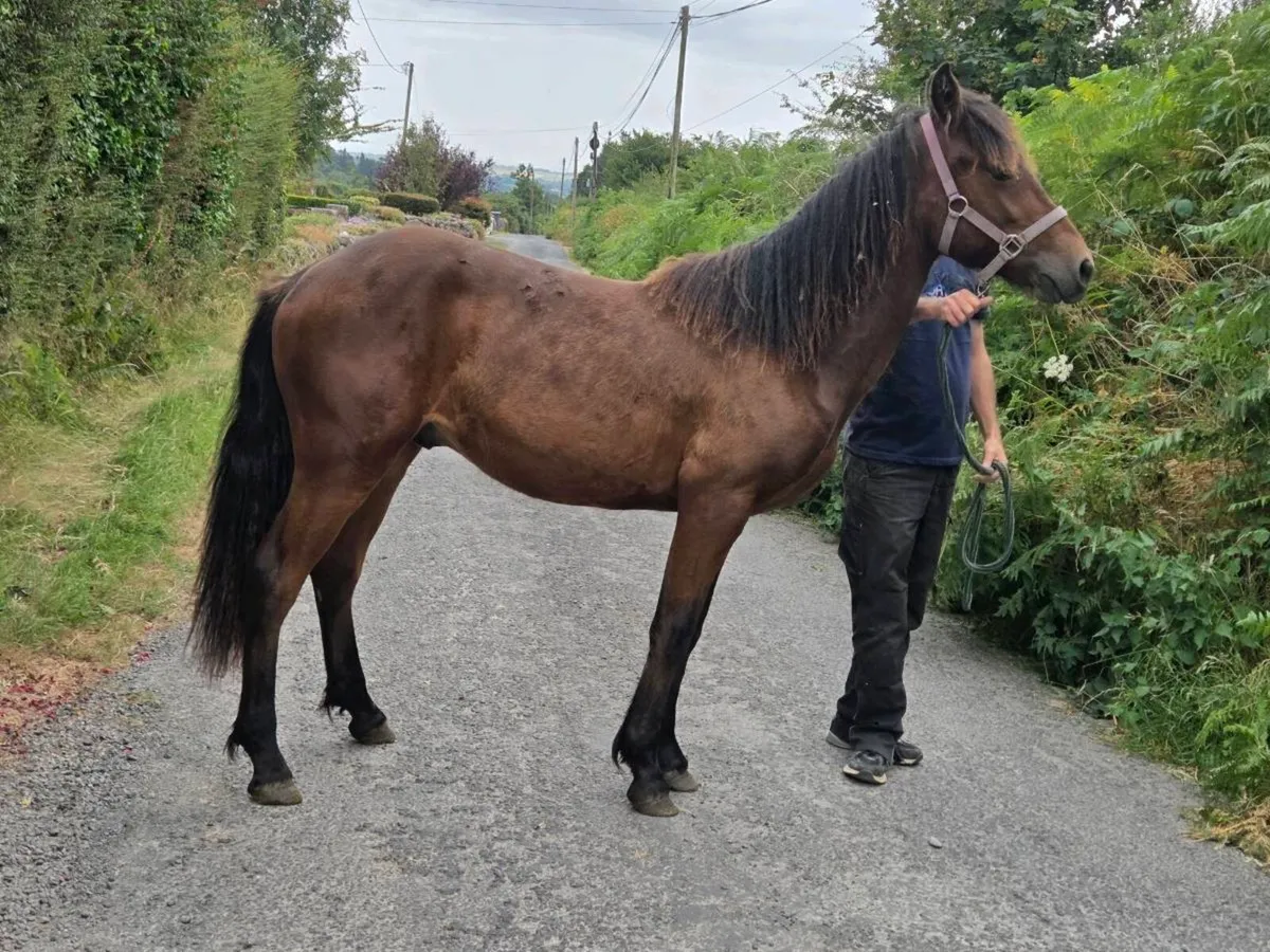 Connemara colt - Image 4