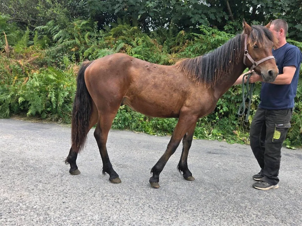 Connemara colt - Image 2