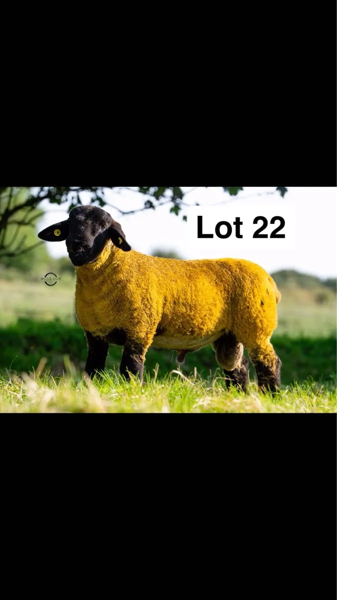 Pedigree Suffolk ram lambs - Image 1