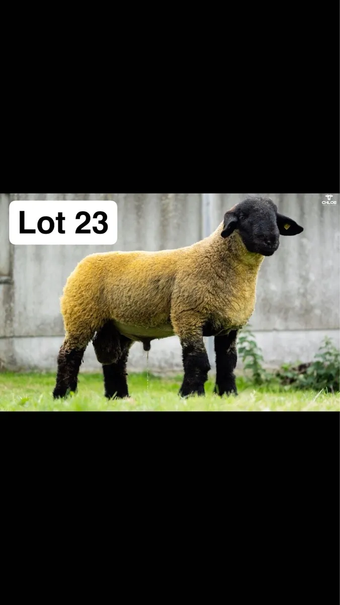 Pedigree Suffolk ram lambs - Image 2