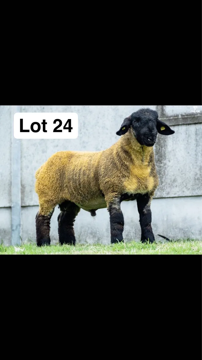 Pedigree Suffolk ram lambs - Image 3