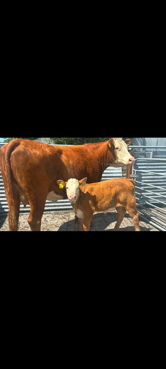 HEADFORD MART COWS WITH CALVES AT FOOT - Image 1