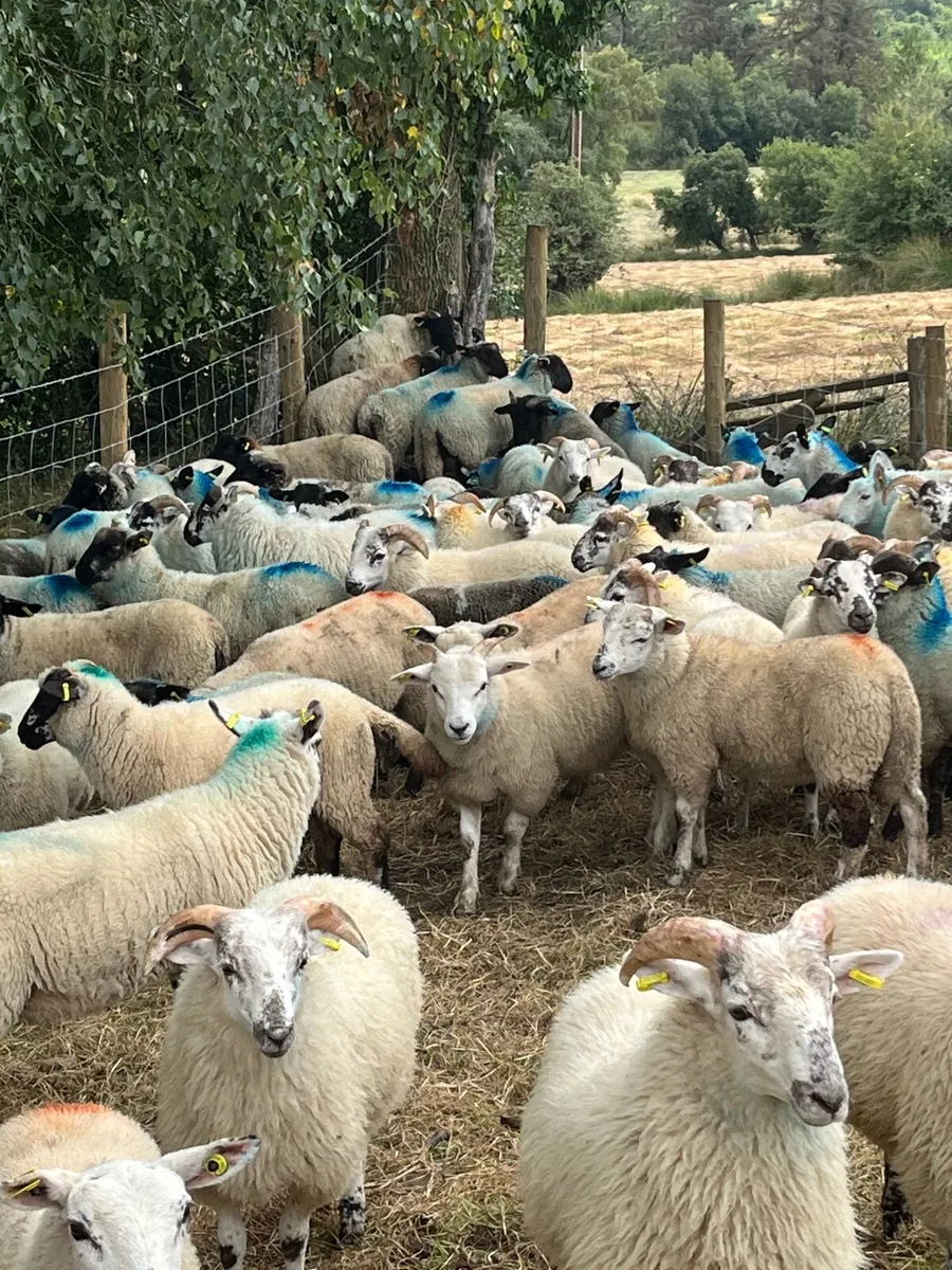 🔥100 super Suffolk cross ram lambs 🔥 - Image 1