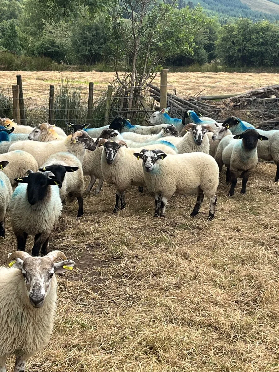 🔥100 super Suffolk cross ram lambs 🔥 - Image 2