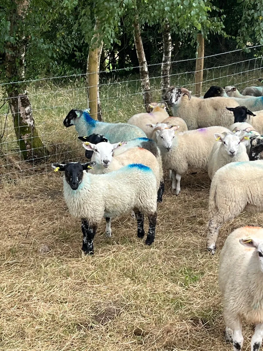 🔥100 super Suffolk cross ram lambs 🔥 - Image 3