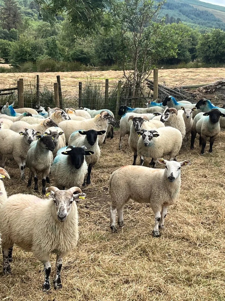 🔥100 super Suffolk cross ram lambs 🔥 - Image 4