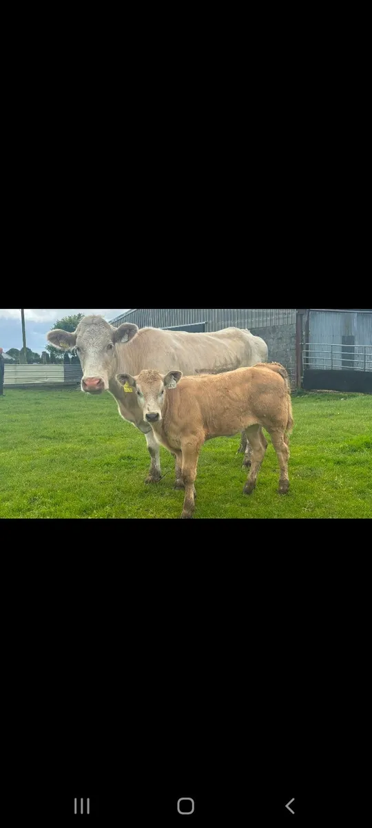 HEADFORD MART COWS WITH CALVES AT FOOT - Image 2