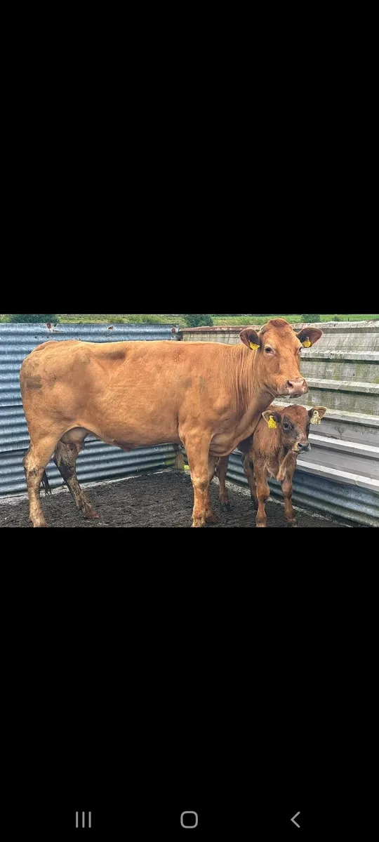 HEADFORD MART COWS WITH CALVES AT FOOT - Image 3