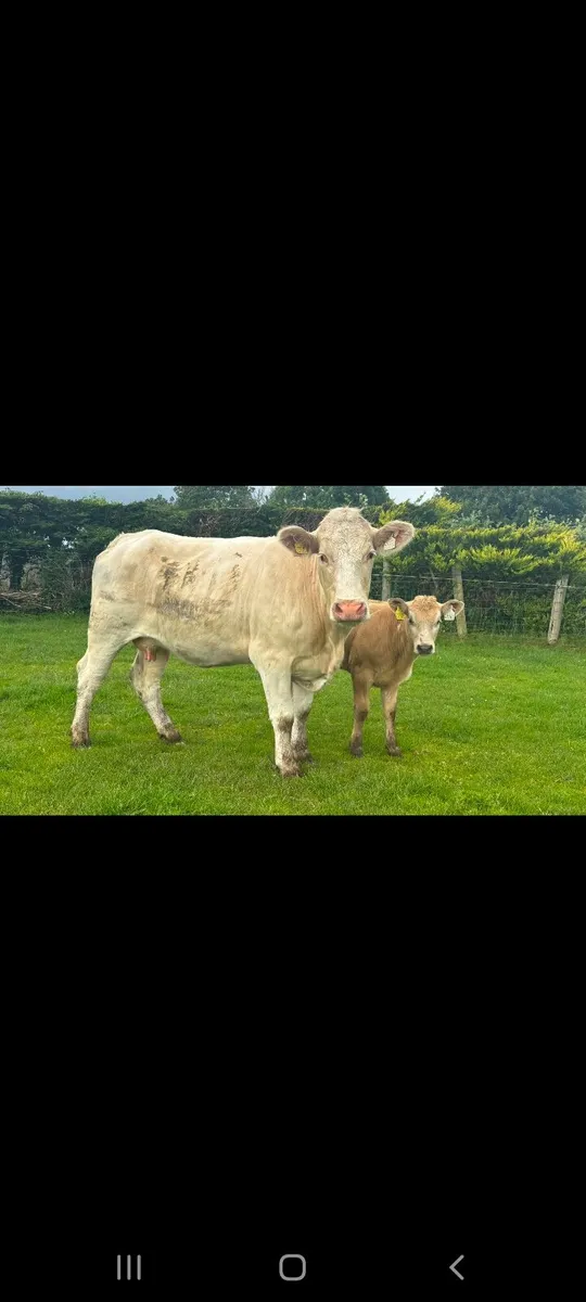HEADFORD MART COWS WITH CALVES AT FOOT - Image 4