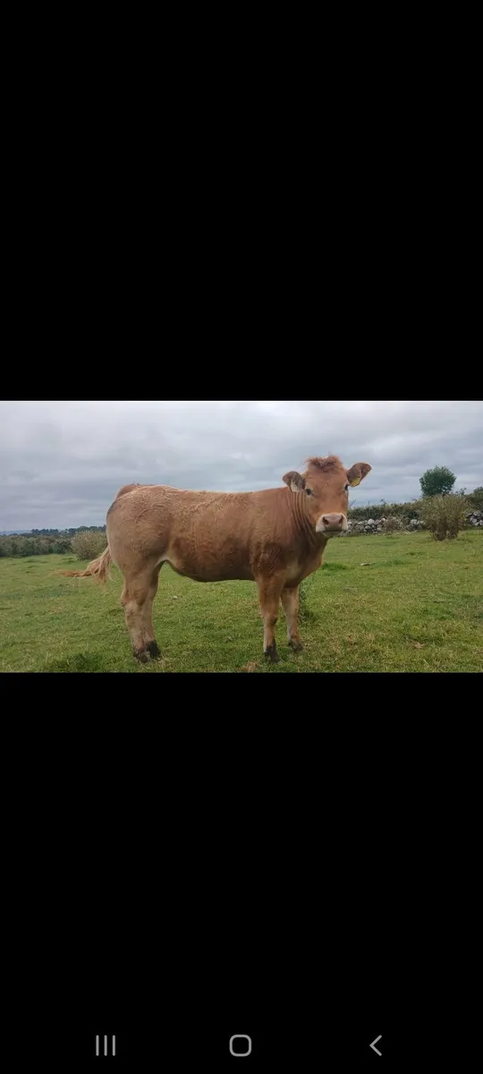SUPER TEAM FOR HEADFORD MART 25TH OF JULY - Image 1