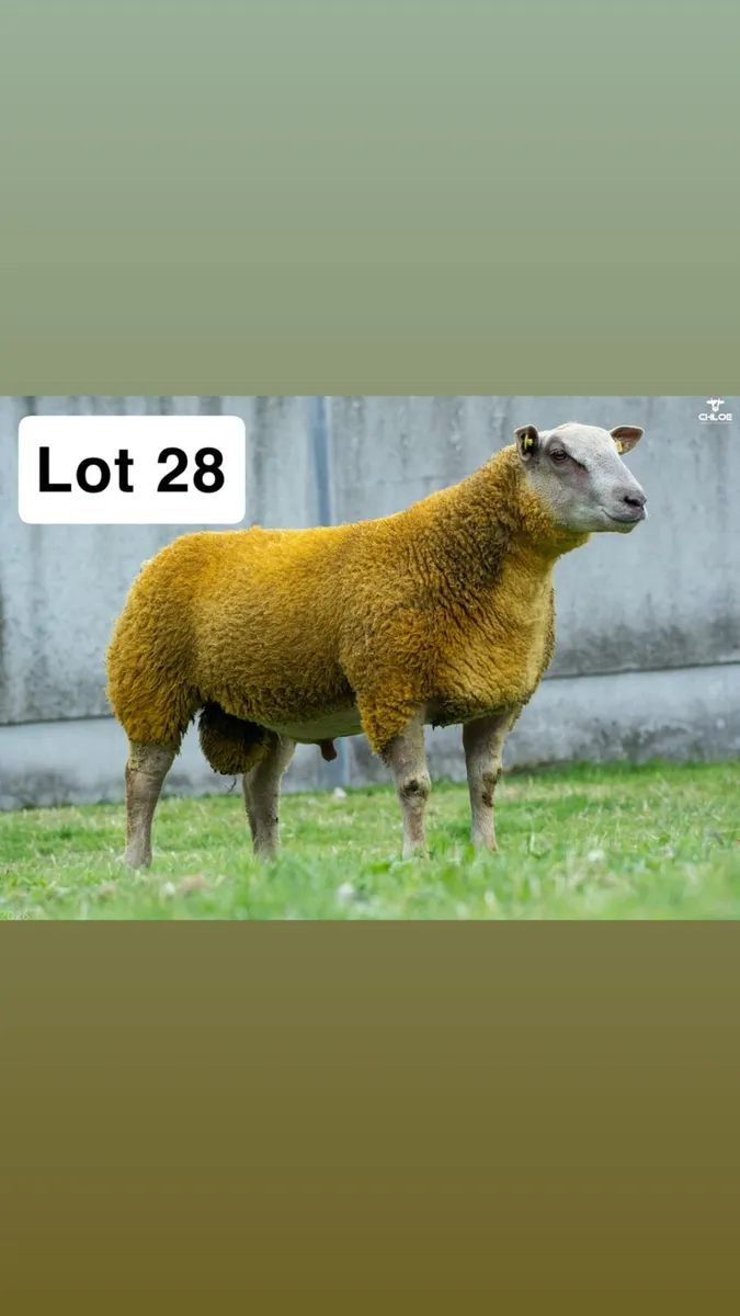 Pedigree Charollais Ram lambs - Image 1