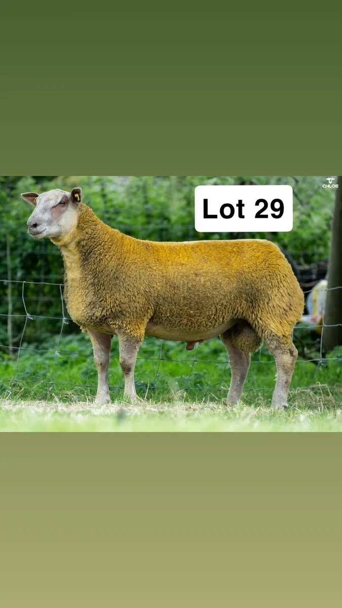 Pedigree Charollais Ram lambs - Image 2