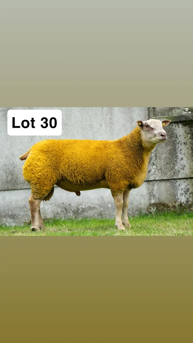 Pedigree Charollais Ram lambs - Image 3