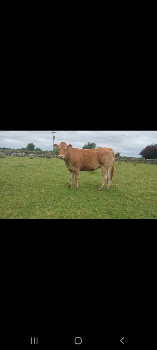 SUPER TEAM FOR HEADFORD MART 25TH OF JULY - Image 2