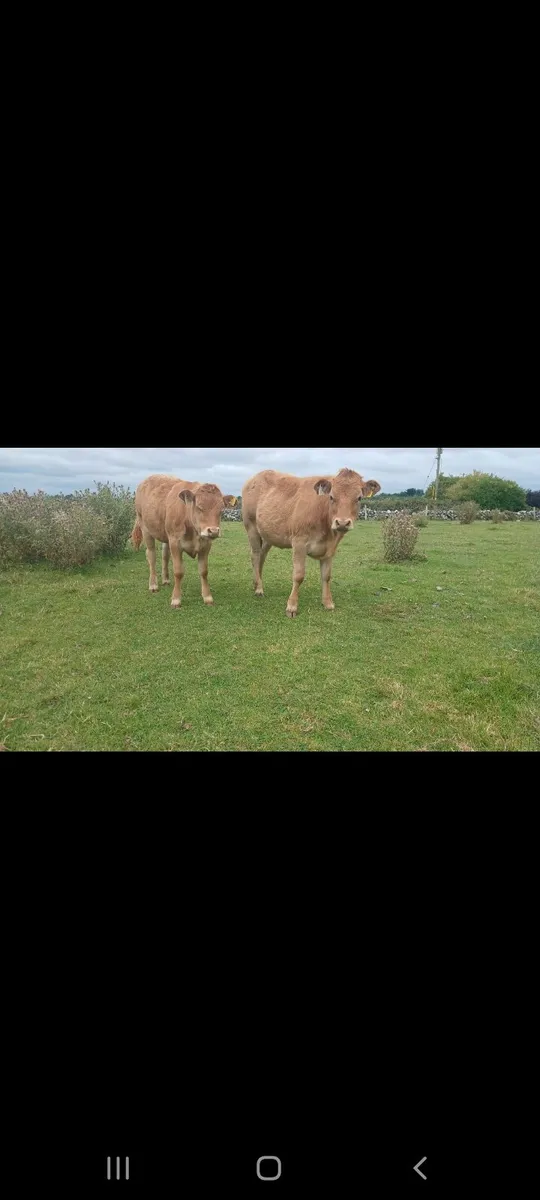 SUPER TEAM FOR HEADFORD MART 25TH OF JULY - Image 4