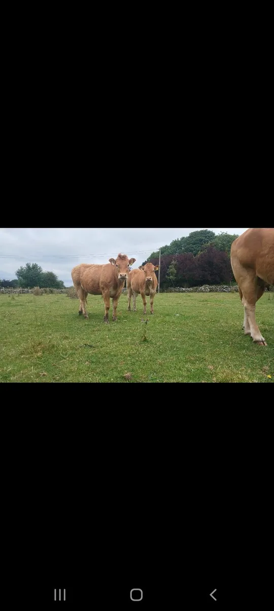 SUPER TEAM FOR HEADFORD MART 25TH OF JULY - Image 3