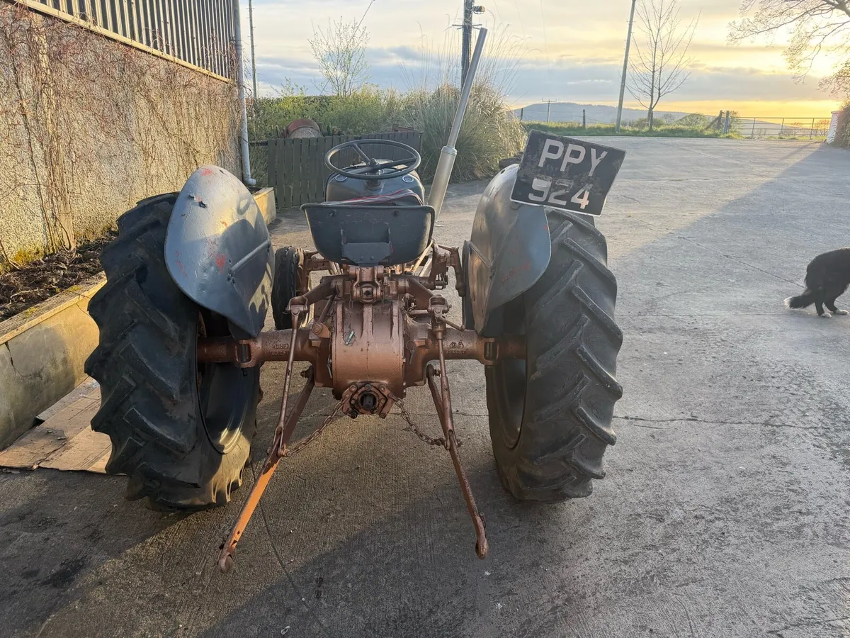 Massey Ferguson Gold Belly - Image 4