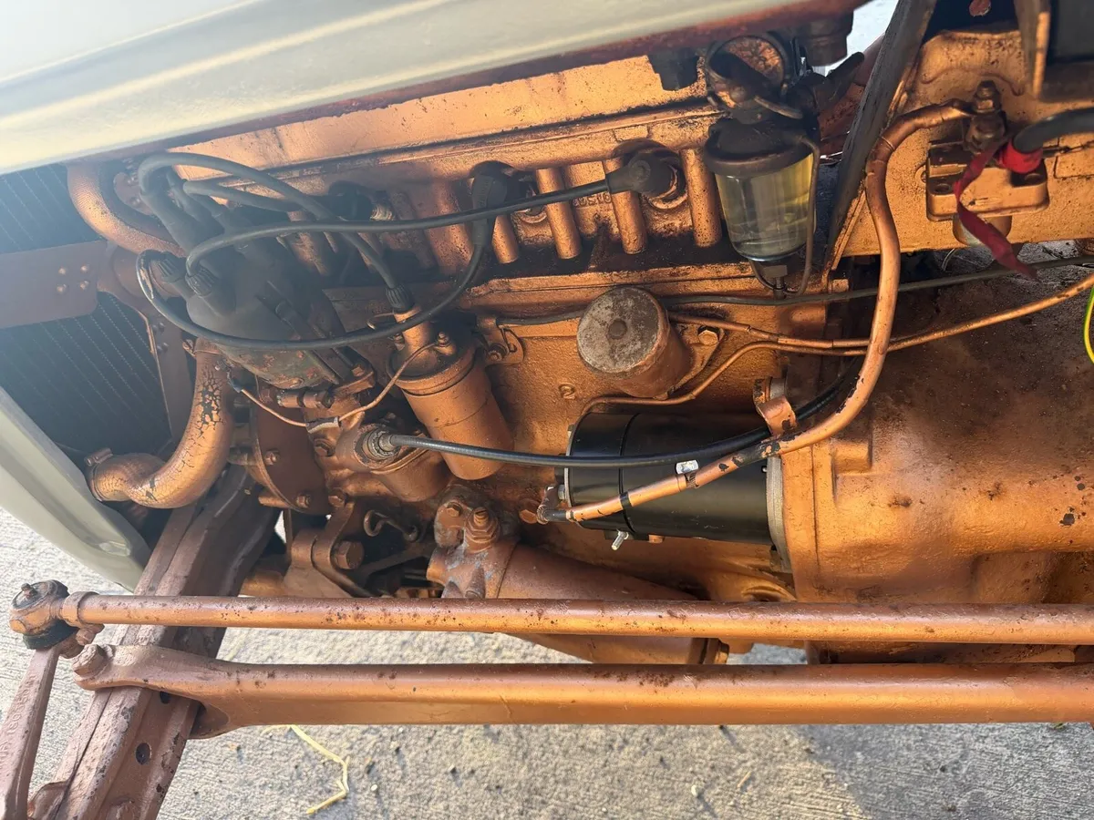Massey Ferguson Gold Belly - Image 2