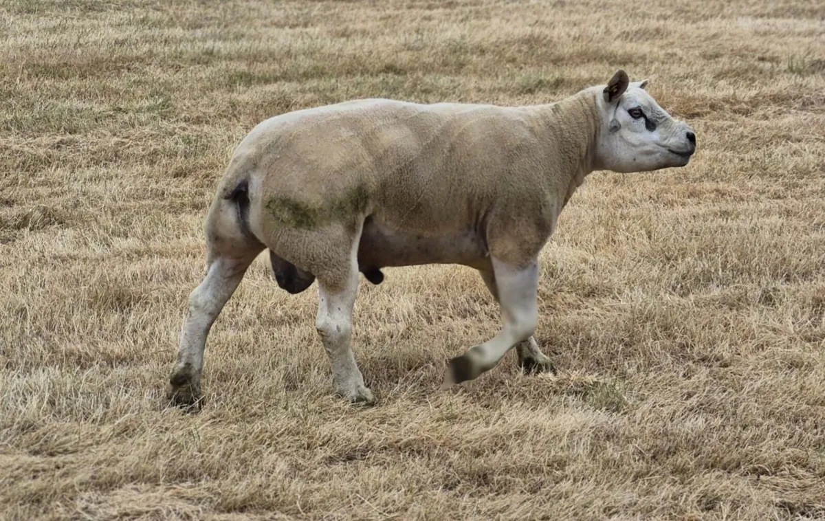 Texel Ram - Image 1