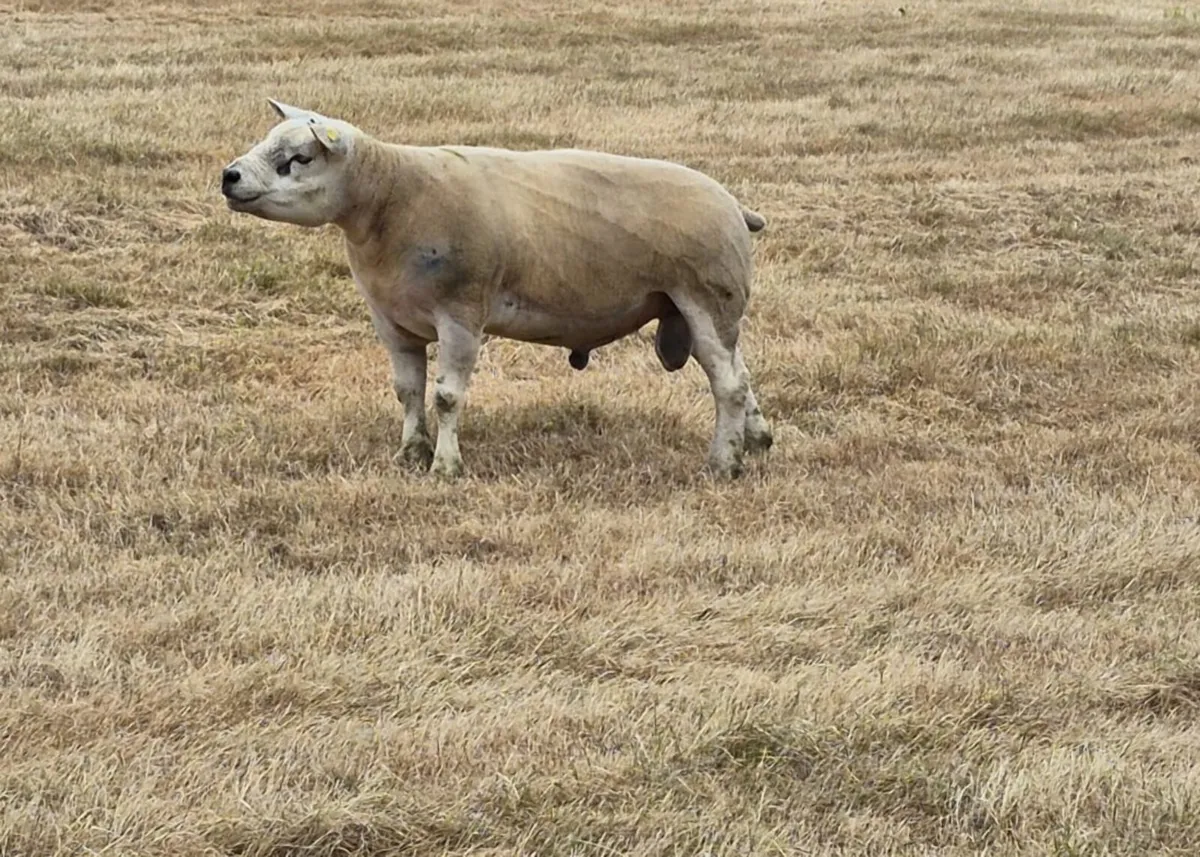 Texel Ram - Image 2