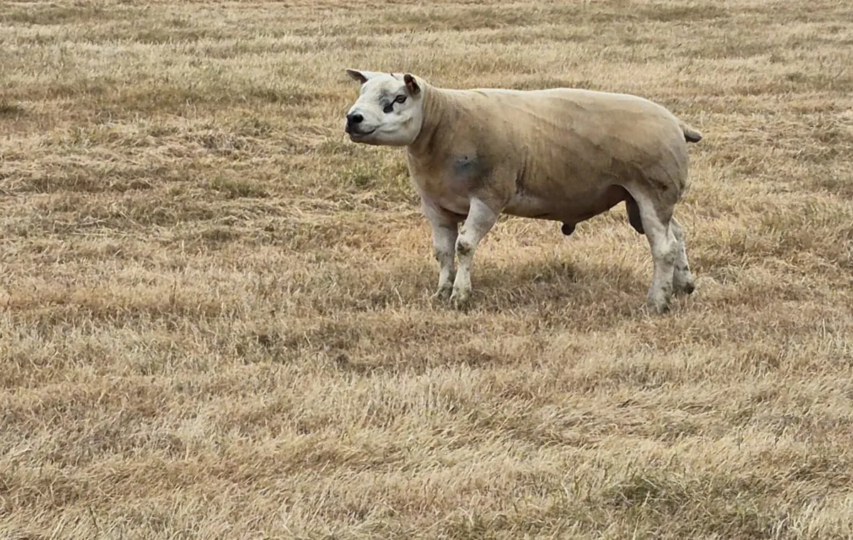 Texel Ram - Image 3
