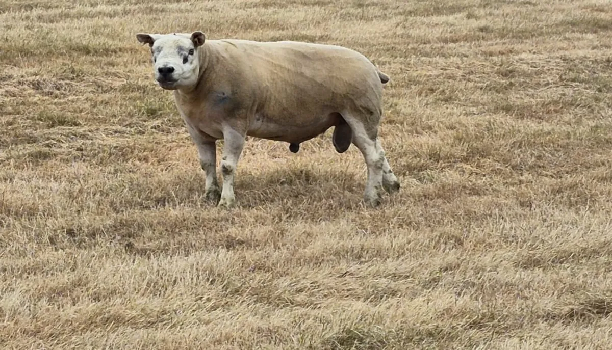 Texel Ram - Image 4
