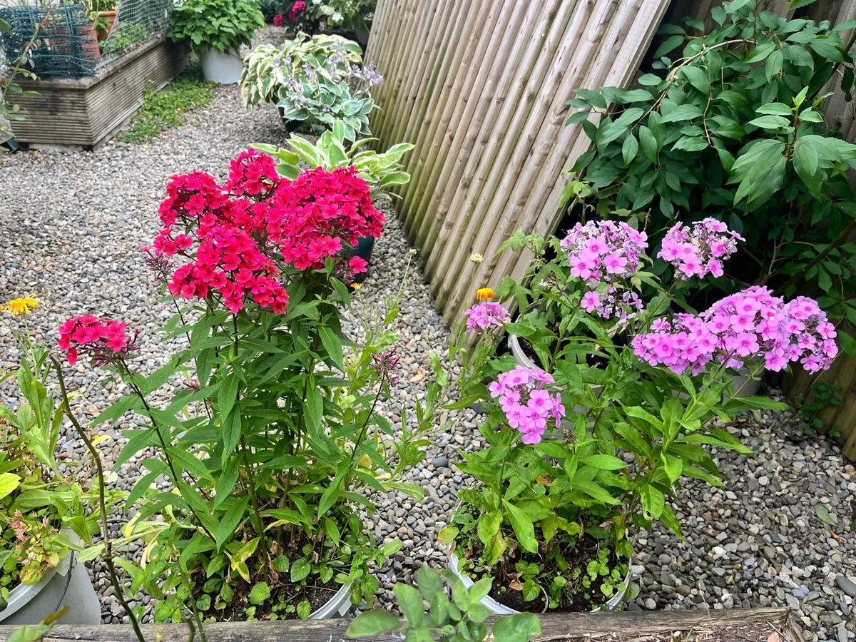 Two Phlox plants - Image 4