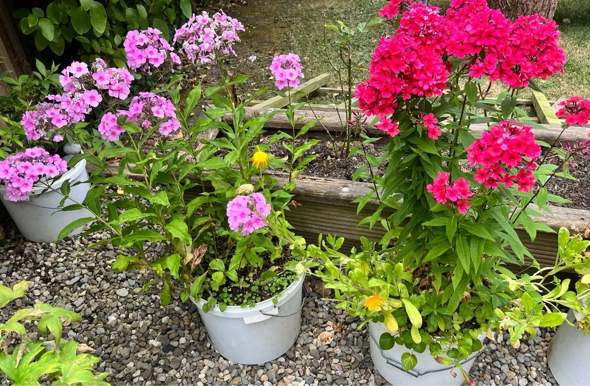 Two Phlox plants - Image 3