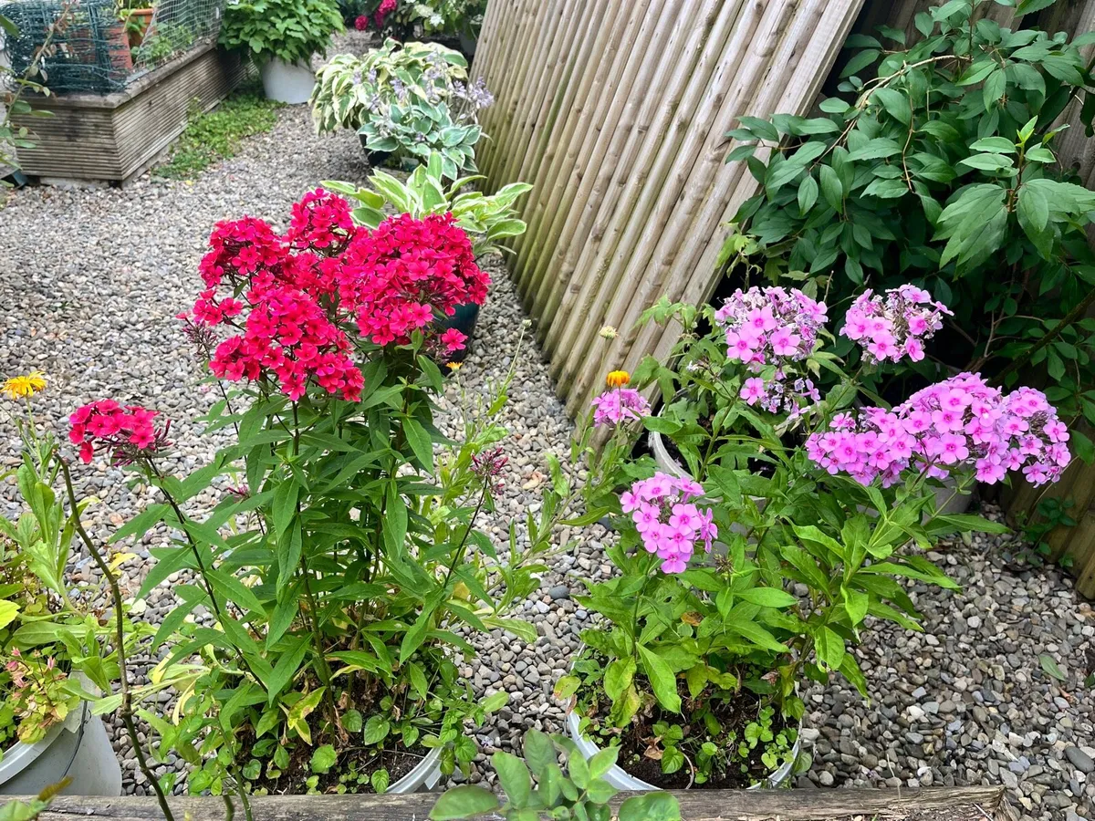 Two Phlox plants - Image 4