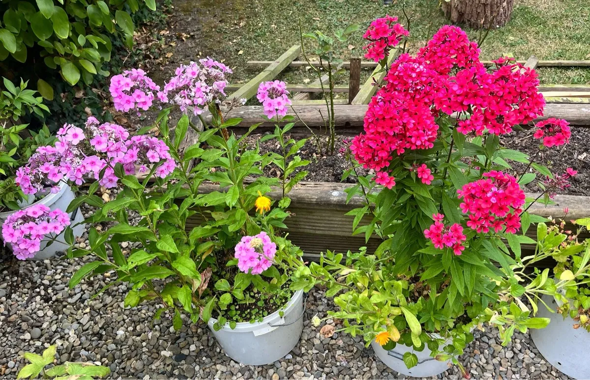 Two Phlox plants - Image 1