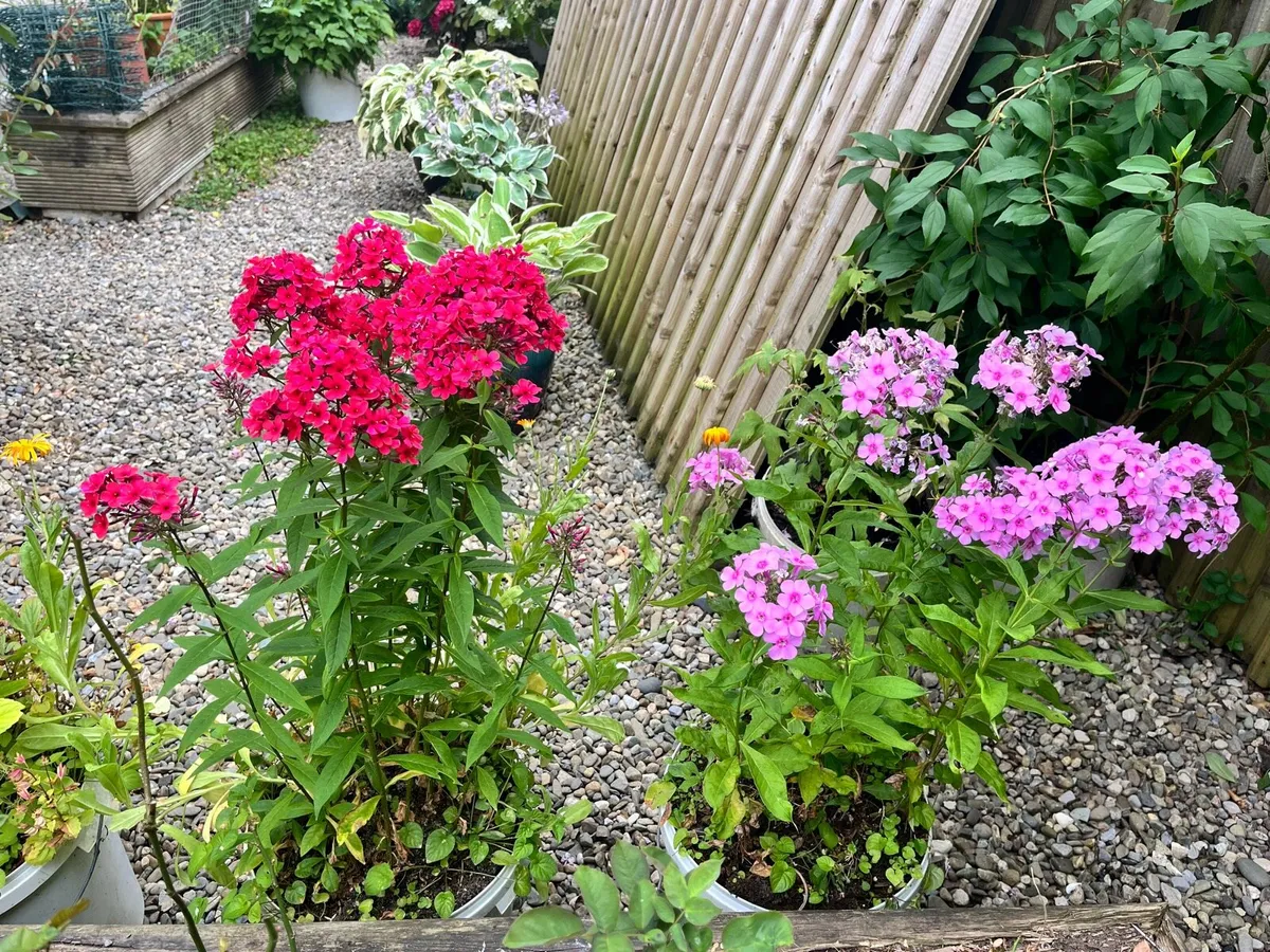 Two Phlox plants - Image 2