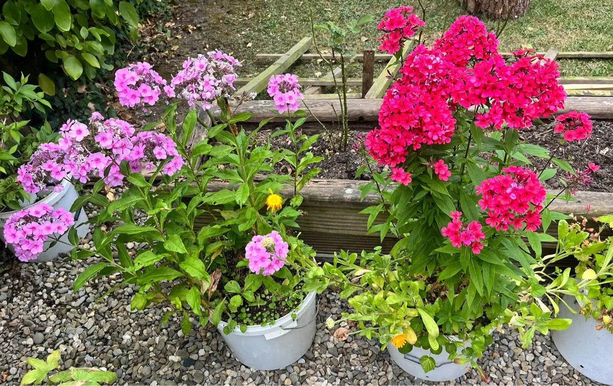 Two Phlox plants - Image 3