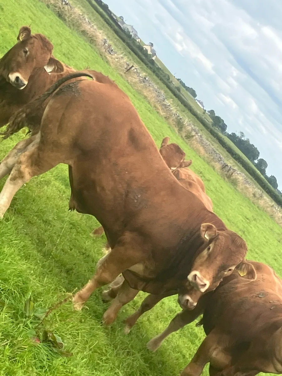 Limousine bull - Image 3