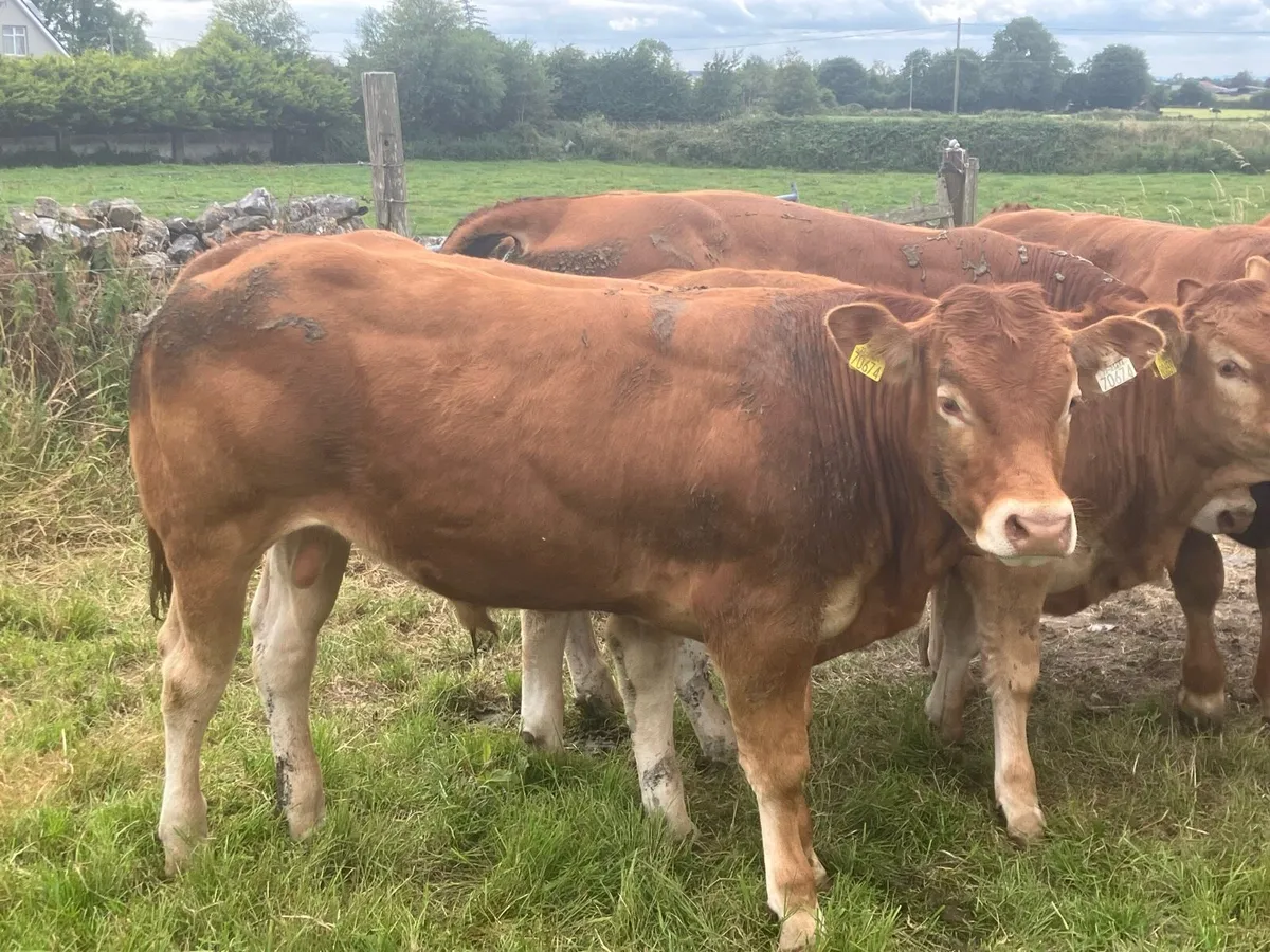 Limousine bull - Image 4
