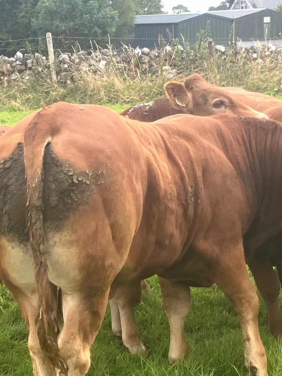 Limousine bull - Image 1