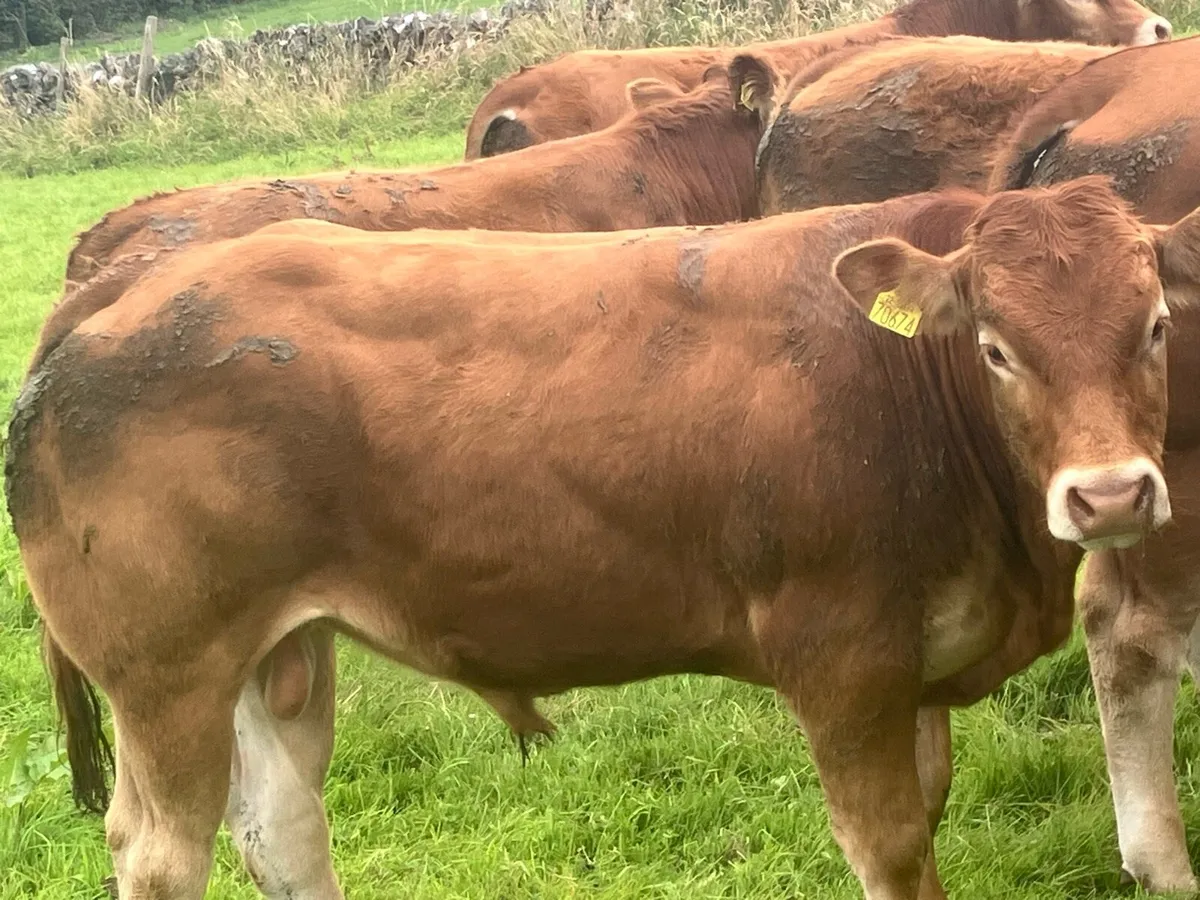 Limousine bull - Image 2