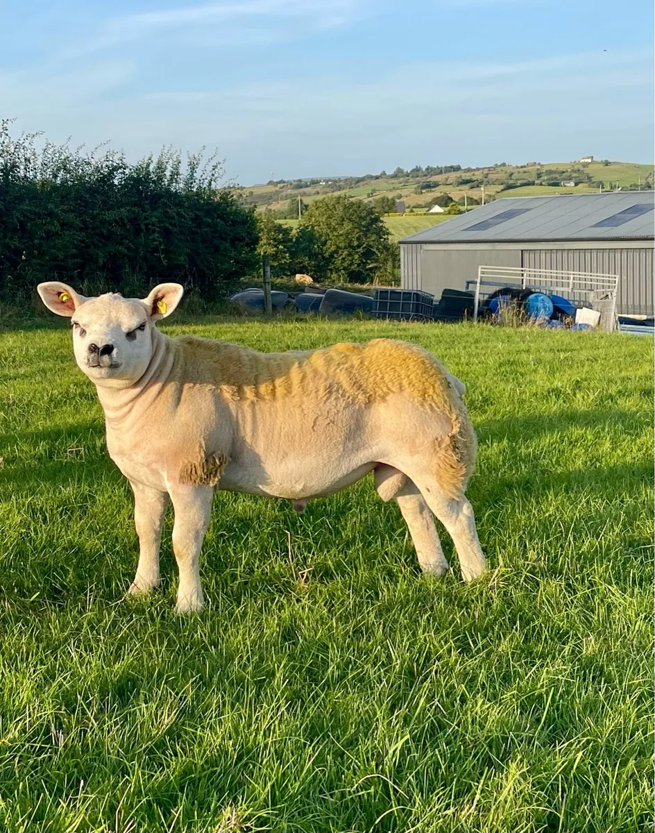 ⭐️SIS Approved Pedigree Registered Texel Ram Lambs - Image 2