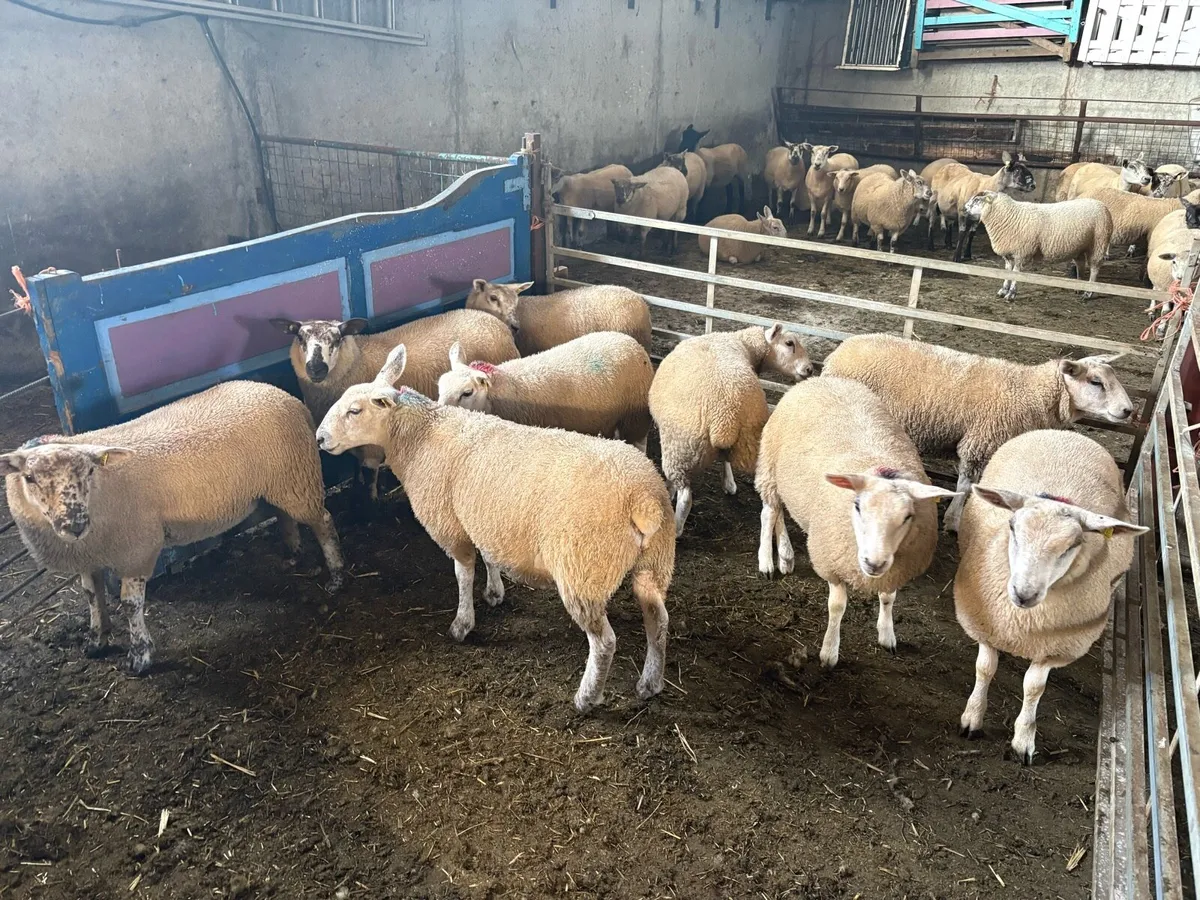 Beautiful Belclare X ewe lambs - Image 1