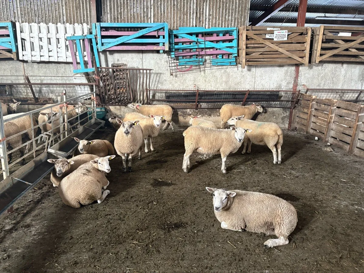 Beautiful Belclare X ewe lambs - Image 2