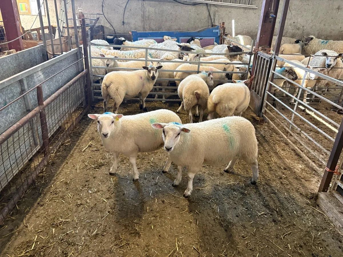 Beautiful Belclare X ewe lambs - Image 3
