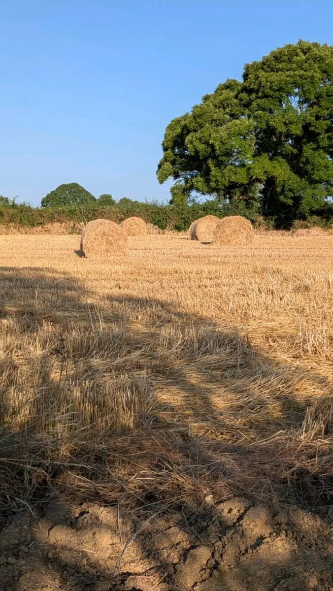 Winter barley straw 4x4 bales
